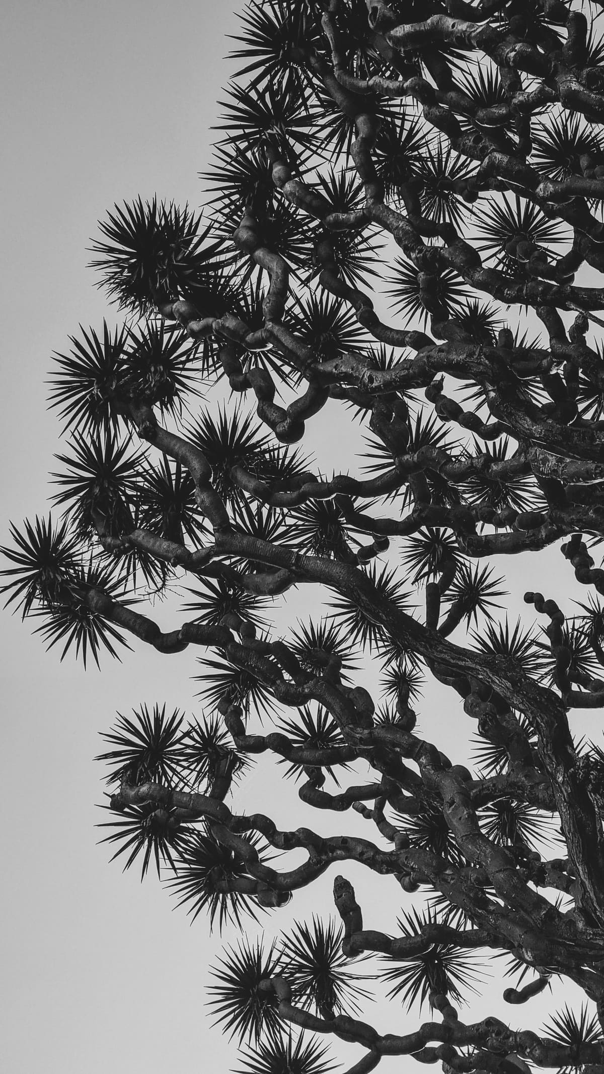 Quiver tree branches against the open sky, Namibia