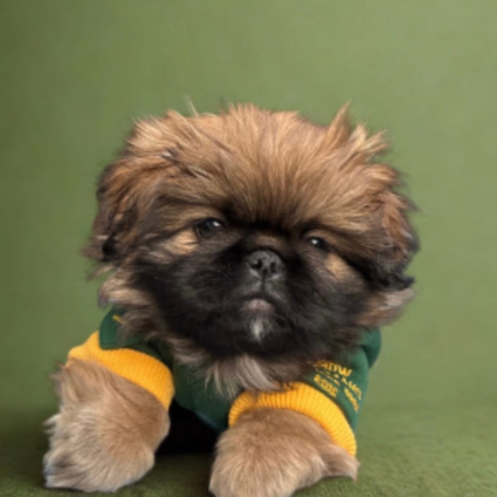 Teddy, the studio dog